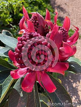 Red Warrata Flower Stock Photo